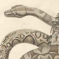 Natuurlijke historie